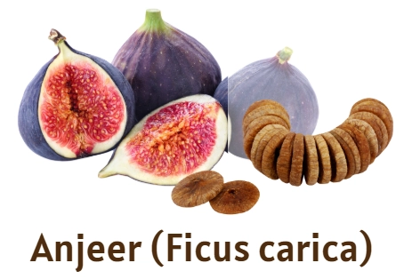 Anjeer Ficus Carica