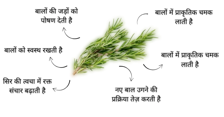 Benefits of Rosemary Leafs In Hindi
