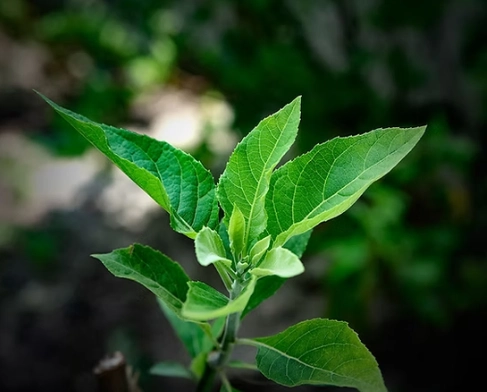 Bitter Leaf benefits and it's uses