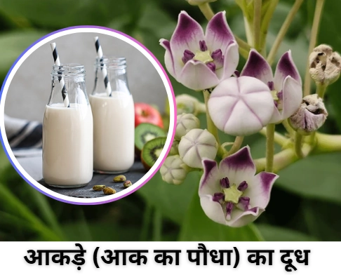 आकड़े (आक  का  पौधा) का दूध