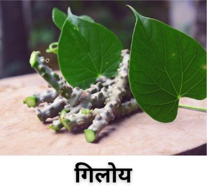गिलोय
